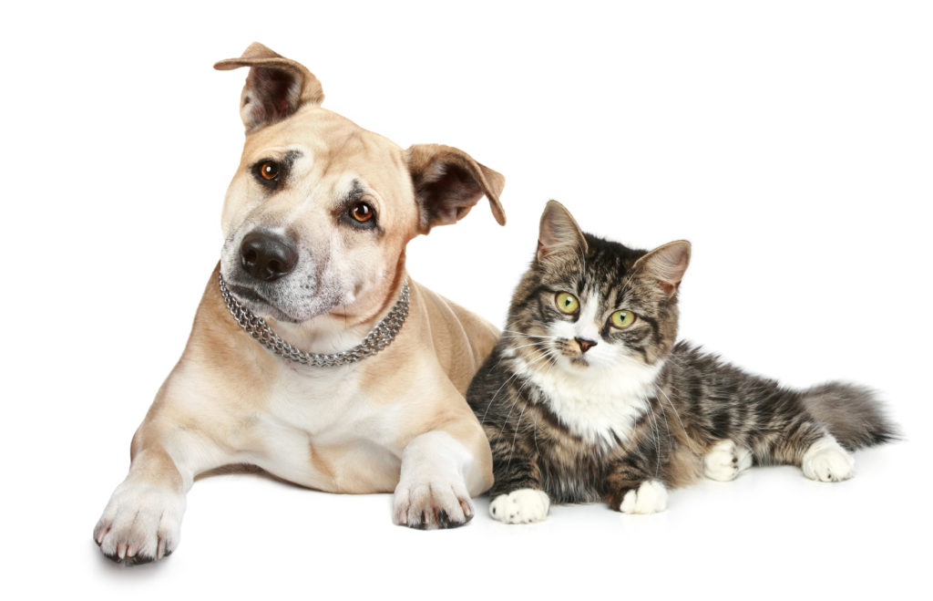 Staffordshire terrier puppy and a cat. Portrait on a white background